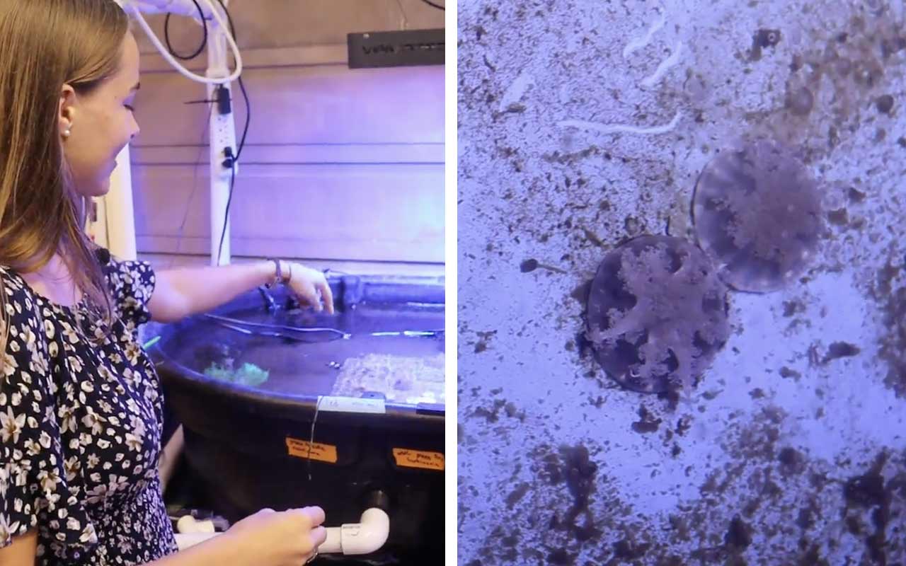 Coral in the lab