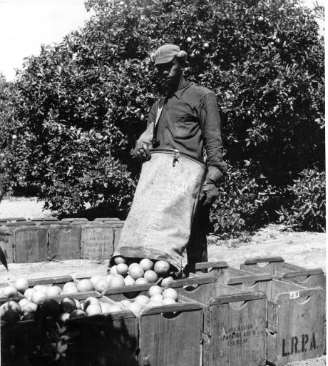 A man dumping a bag of oranges into a series of crates